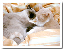 cats