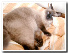 cats
