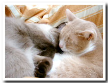 cats