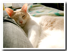 cats