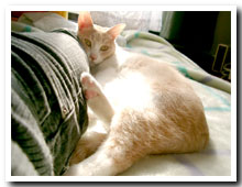 cats