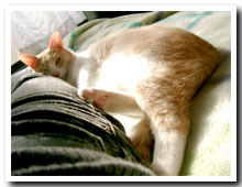 cats