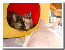 cats