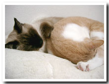 cats