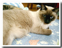 cats