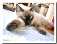 cats