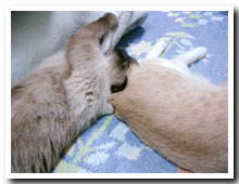 cats