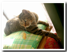 cats
