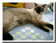 cats