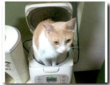 cats