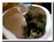 cats