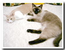cats