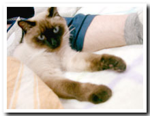 cats