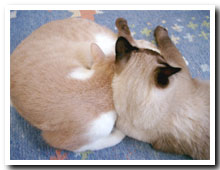cats