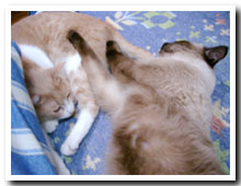 cats