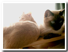 cats