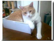 cats
