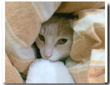 cats