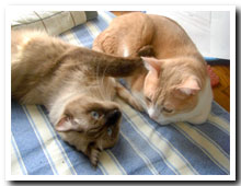 cats