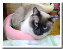 cats