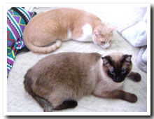 cats