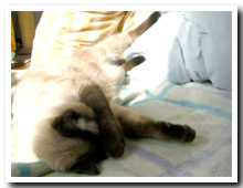 cats