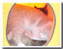 cats