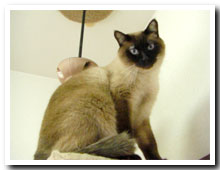 cats