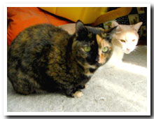 cats