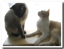 cats