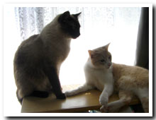 cats