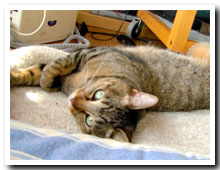 cats