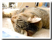 cats