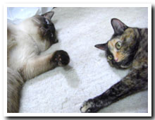 cats