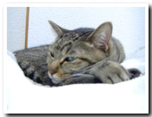 cats