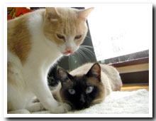 cats