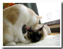 cats