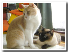 cats