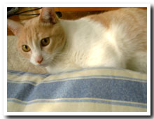 cats