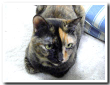 cats