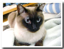 cats