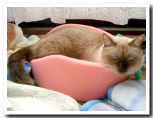 cats