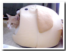 cats
