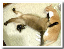 cats