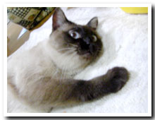 cats