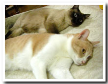 cats