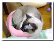 cats