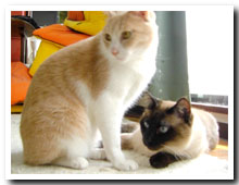 cats