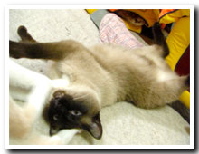 cats