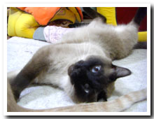 cats